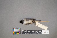 Poecile atricapillus image