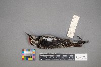 Sphyrapicus varius image