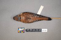 Falco sparverius image