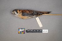 Falco sparverius image