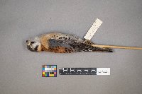 Falco sparverius image