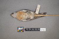 Falco sparverius image