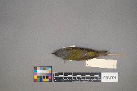 Oreothlypis peregrina image