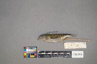 Oreothlypis peregrina image