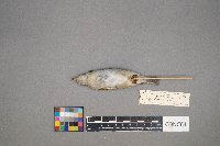 Oreothlypis peregrina image