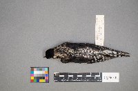 Sphyrapicus varius image