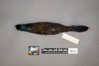 Quiscalus quiscula image