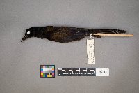 Quiscalus quiscula image