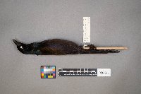 Quiscalus quiscula image