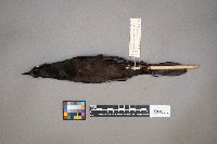 Quiscalus quiscula image