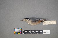 Sitta carolinensis image