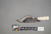 Sitta carolinensis image