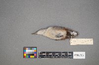 Sitta carolinensis image