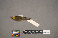 Regulus satrapa image