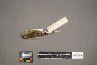 Regulus satrapa image