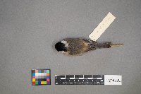 Poecile atricapillus image