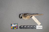 Poecile atricapillus image