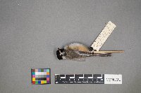 Poecile atricapillus image