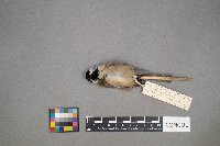 Poecile atricapillus image