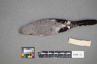 Lanius excubitor image