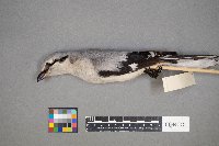 Lanius excubitor image