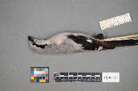 Lanius excubitor image