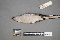 Lanius excubitor image