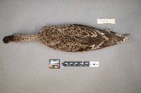 Spatula clypeata image