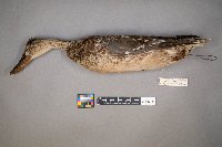 Spatula clypeata image