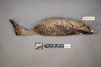 Spatula clypeata image