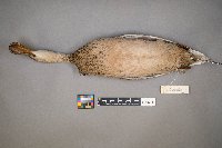 Spatula clypeata image