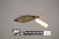 Vireo olivaceus image