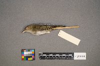 Vireo olivaceus image