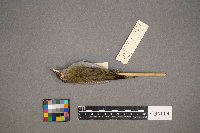 Vireo olivaceus image