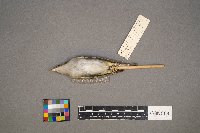 Vireo olivaceus image