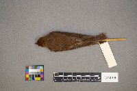 Catharus fuscescens image