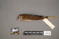 Catharus fuscescens image