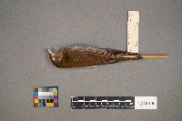 Catharus fuscescens image