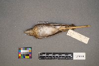 Catharus fuscescens image