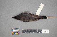 Tyrannus tyrannus image