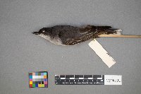 Tyrannus tyrannus image