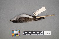 Tyrannus tyrannus image