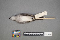 Tyrannus tyrannus image