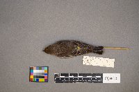 Setophaga coronata image