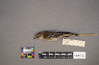 Setophaga coronata image
