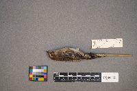 Setophaga coronata image