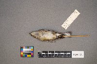 Setophaga coronata image