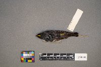 Setophaga coronata image