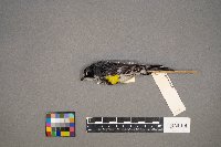 Setophaga coronata image