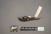 Setophaga coronata image
